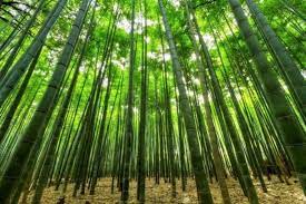 Forever Bambù: L'Innovazione Italiana nella lotta contro il Riscaldamento Globale