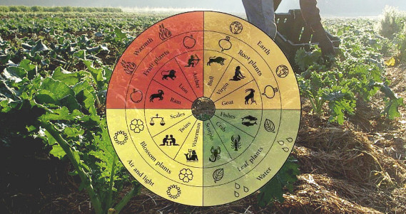 L'Arte Millenaria della Coltivazione Biodinamica: Un Viaggio verso la Sostenibilità