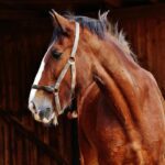 Stop alla carne di cavallo: la proposta di legge in Senato per fermare la macellazione