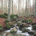 Le foreste italiane crescono (e finalmente lo certifichiamo): i dati del Rapporto PEFC 2026